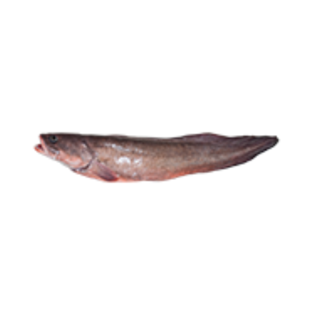 Export Products | OCEAN GOURMET